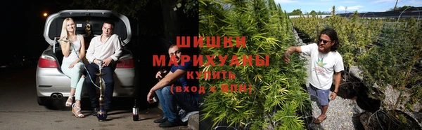 сатива Бронницы